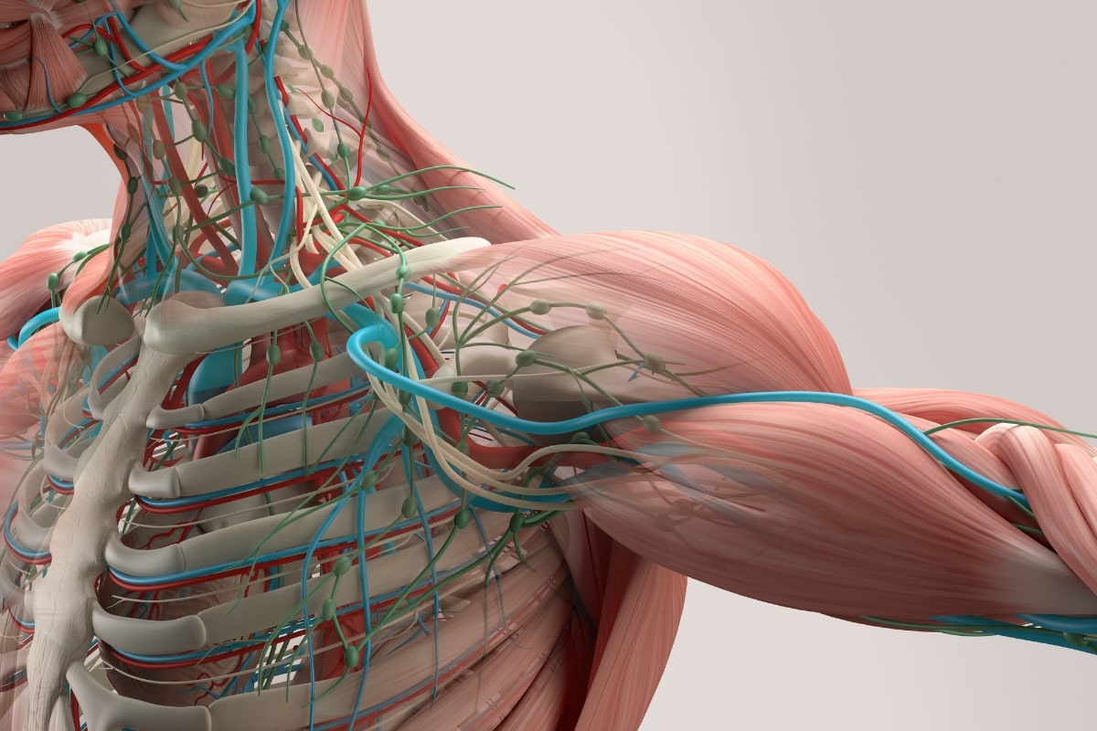 Ανατομία ώμου